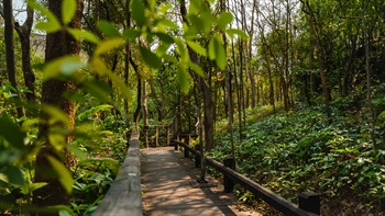 The shaded pathway with rustic wooden fencing and paving leads visitors through natural woodland.